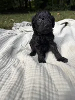 Sardine, a female Poodle - Multi-Colored Standard and Poodle - Standard  for sale in Troy, NH – 1 of 10