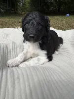 Zeta, a female Poodle - Multi-Colored Standard and Poodle - Standard  for sale in Troy, NH – 8 of 10