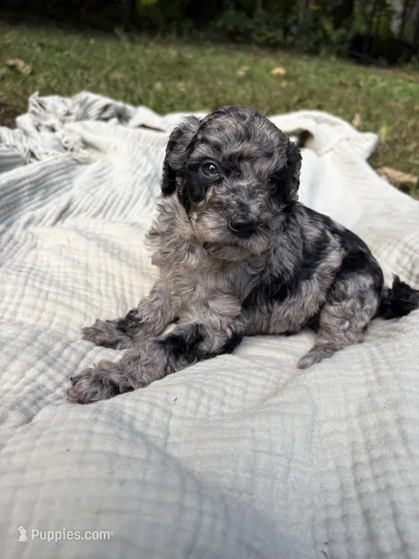 Marlin – Poodle - Multi-Colored Standard, Poodle - Standard  puppy for sale in Troy, NH
