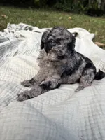 Marlin, a female Poodle - Multi-Colored Standard and Poodle - Standard  for sale in Troy, NH – 1 of 10