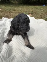 Delta, a female Poodle - Multi-Colored Standard and Poodle - Standard  for sale in Troy, NH – 5 of 10