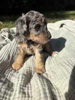 Sunny, a female Poodle - Multi-Colored Standard and Poodle - Standard  for sale in Troy, NH – 9 of 10