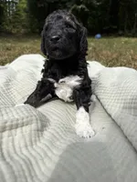 Charlie , a female Poodle - Multi-Colored Standard and Poodle - Standard  for sale in Troy, NH – 5 of 10