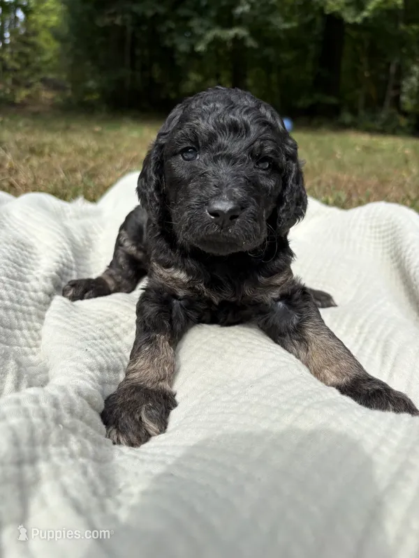Delta – Poodle - Multi-Colored Standard, Poodle - Standard  puppy for sale in Troy, NH