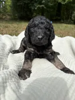 Delta, a female Poodle - Multi-Colored Standard and Poodle - Standard  for sale in Troy, NH – 1 of 10