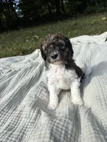 Perch, a female Poodle - Multi-Colored Standard and Poodle - Standard  for sale in Troy, NH – 2 of 10