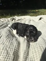 Anchovy, a female Poodle - Multi-Colored Standard and Poodle - Standard  for sale in Troy, NH – 3 of 10