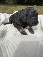 Delta, a female Poodle - Multi-Colored Standard and Poodle - Standard  for sale in Troy, NH – 10 of 10