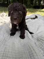 Sturgeon , a male Poodle - Multi-Colored Standard and Poodle - Standard  for sale in Troy, NH – 4 of 10