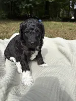 Beta, a female Poodle - Multi-Colored Standard and Poodle - Standard  for sale in Troy, NH – 4 of 10