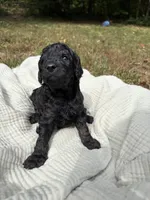 Echo, a female Poodle - Multi-Colored Standard and Poodle - Standard  for sale in Troy, NH – 5 of 10