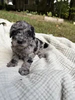 Marlin, a female Poodle - Multi-Colored Standard and Poodle - Standard  for sale in Troy, NH – 6 of 10