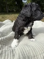 Beta, a female Poodle - Multi-Colored Standard and Poodle - Standard  for sale in Troy, NH – 6 of 10