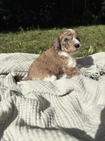 Pike, a male Poodle - Multi-Colored Standard and Poodle - Standard  for sale in Troy, NH – 9 of 10
