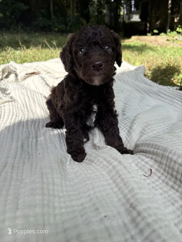 Sturgeon  – Poodle - Multi-Colored Standard, Poodle - Standard  puppy for sale in Troy, NH