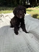 Sturgeon , a male Poodle - Multi-Colored Standard and Poodle - Standard  for sale in Troy, NH – 1 of 10