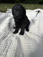 Sardine, a female Poodle - Multi-Colored Standard and Poodle - Standard  for sale in Troy, NH – 3 of 10