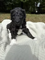 Beta, a female Poodle - Multi-Colored Standard and Poodle - Standard  for sale in Troy, NH – 10 of 10