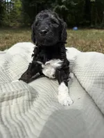 Charlie , a female Poodle - Multi-Colored Standard and Poodle - Standard  for sale in Troy, NH – 9 of 10