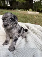 Marlin, a female Poodle - Multi-Colored Standard and Poodle - Standard  for sale in Troy, NH – 7 of 10