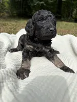 Delta, a female Poodle - Multi-Colored Standard and Poodle - Standard  for sale in Troy, NH – 3 of 10