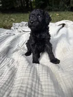 Sardine, a female Poodle - Multi-Colored Standard and Poodle - Standard  for sale in Troy, NH – 4 of 10