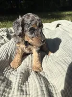 Sunny, a female Poodle - Multi-Colored Standard and Poodle - Standard  for sale in Troy, NH – 7 of 10