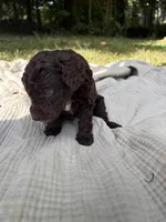 Sturgeon , a male Poodle - Multi-Colored Standard and Poodle - Standard  for sale in Troy, NH – 5 of 10