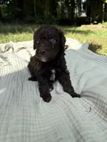 Sturgeon , a male Poodle - Multi-Colored Standard and Poodle - Standard  for sale in Troy, NH – 6 of 10