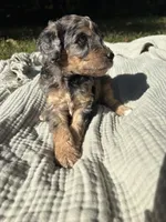 Sunny, a female Poodle - Multi-Colored Standard and Poodle - Standard  for sale in Troy, NH – 4 of 10