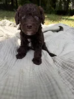 Sturgeon , a male Poodle - Multi-Colored Standard and Poodle - Standard  for sale in Troy, NH – 2 of 10