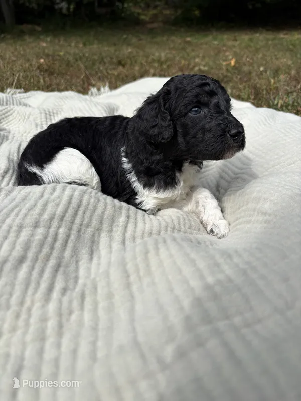 Zeta – Poodle - Multi-Colored Standard, Poodle - Standard  puppy for sale in Troy, NH