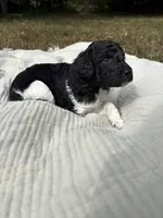 Zeta, a female Poodle - Multi-Colored Standard and Poodle - Standard  for sale in Troy, NH – 1 of 10