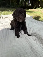 Sturgeon , a male Poodle - Multi-Colored Standard and Poodle - Standard  for sale in Troy, NH – 3 of 10