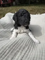 Zeta, a female Poodle - Multi-Colored Standard and Poodle - Standard  for sale in Troy, NH – 4 of 10