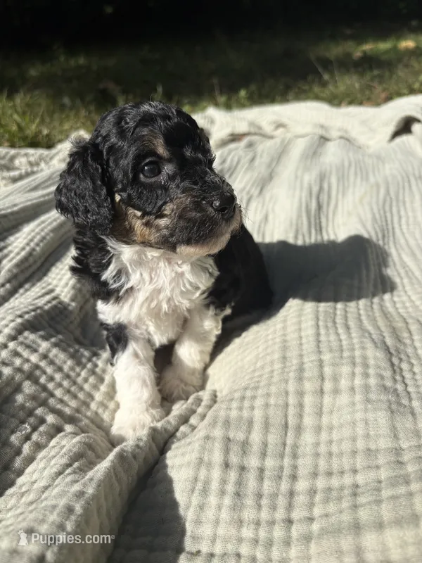 Anchovy – Poodle - Multi-Colored Standard, Poodle - Standard  puppy for sale in Troy, NH
