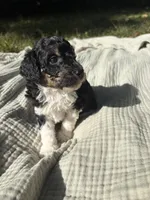 Anchovy, a female Poodle - Multi-Colored Standard and Poodle - Standard  for sale in Troy, NH – 1 of 10