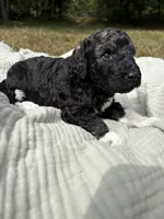 Charlie , a female Poodle - Multi-Colored Standard and Poodle - Standard  for sale in Troy, NH – 1 of 10