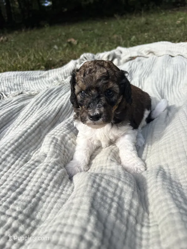 Perch – Poodle - Multi-Colored Standard, Poodle - Standard  puppy for sale in Troy, NH