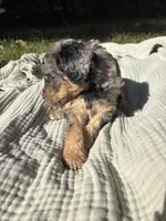 Sunny, a female Poodle - Multi-Colored Standard and Poodle - Standard  for sale in Troy, NH – 10 of 10