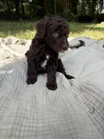 Sturgeon , a male Poodle - Multi-Colored Standard and Poodle - Standard  for sale in Troy, NH – 7 of 10