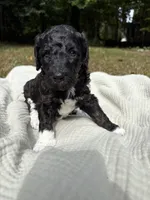 Beta, a female Poodle - Multi-Colored Standard and Poodle - Standard  for sale in Troy, NH – 3 of 10