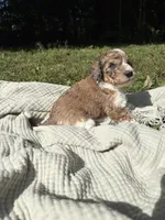 Pike, a male Poodle - Multi-Colored Standard and Poodle - Standard  for sale in Troy, NH – 10 of 10