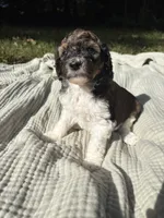 Perch, a female Poodle - Multi-Colored Standard and Poodle - Standard  for sale in Troy, NH – 7 of 10