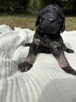 Delta, a female Poodle - Multi-Colored Standard and Poodle - Standard  for sale in Troy, NH – 4 of 10