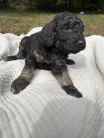Delta, a female Poodle - Multi-Colored Standard and Poodle - Standard  for sale in Troy, NH – 9 of 10