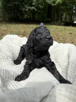 Echo, a female Poodle - Multi-Colored Standard and Poodle - Standard  for sale in Troy, NH – 9 of 10