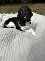 Zeta, a female Poodle - Multi-Colored Standard and Poodle - Standard  for sale in Troy, NH – 5 of 10