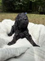 Echo, a female Poodle - Multi-Colored Standard and Poodle - Standard  for sale in Troy, NH – 3 of 10