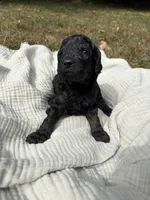 Echo, a female Poodle - Multi-Colored Standard and Poodle - Standard  for sale in Troy, NH – 6 of 10